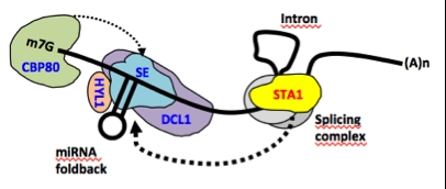 cd47f52930b129dac92fc481de131cc3_1625222213_3014.png